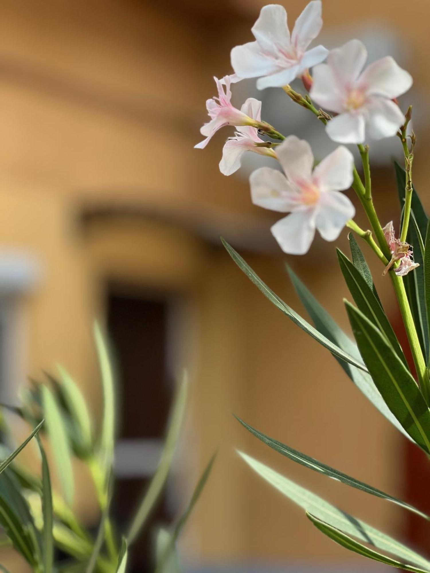 Szahara Vendeghaz Apartment Kerekegyhaza ภายนอก รูปภาพ